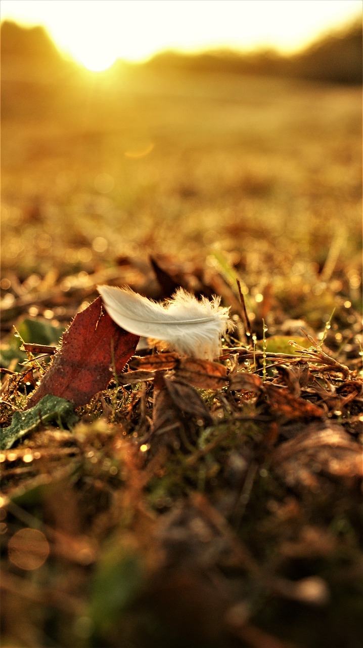 Eine weiße Feder liegt im warmen Abendlicht auf herbstlichem Laub